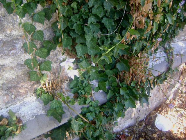 Εικόνα 73: Πλάνο φυτού Campanula versicolor πάνω στον τοίχο 