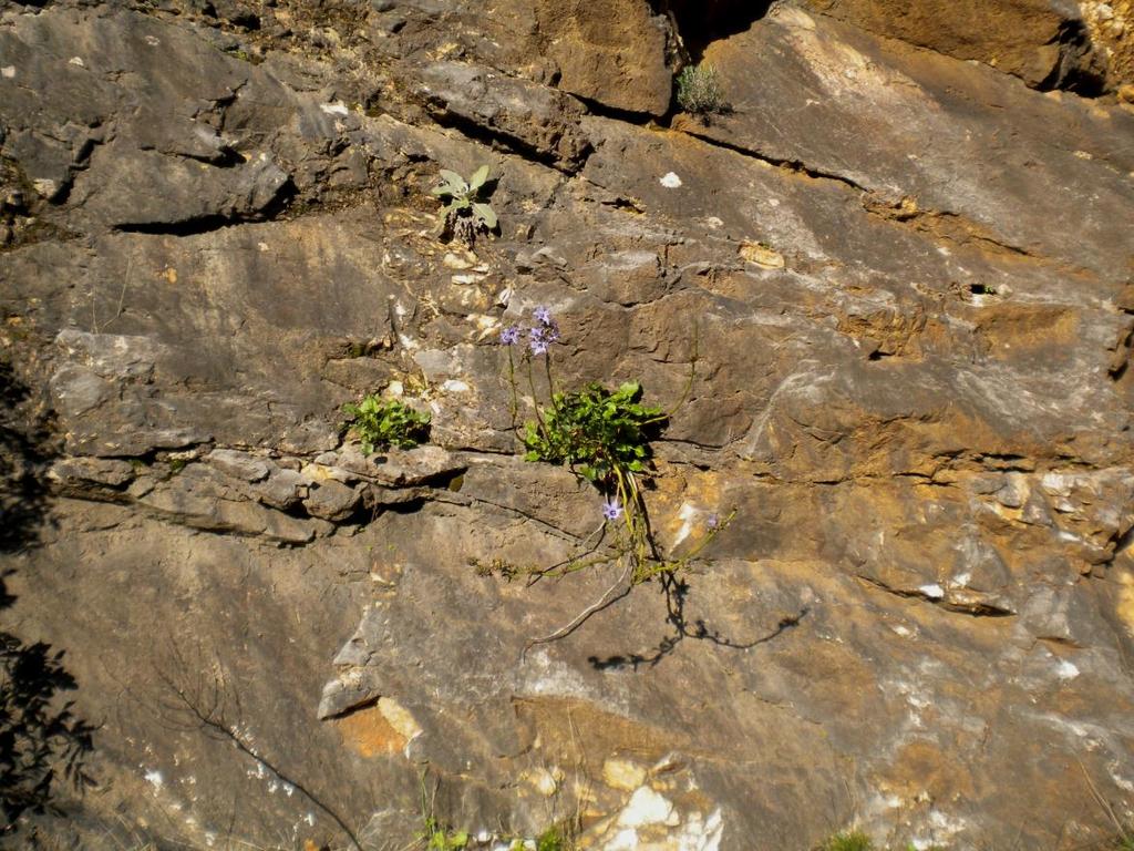 Εικόνα 80: Μακρινό πλάνο φυτού Campanula versicolor πάνω σε