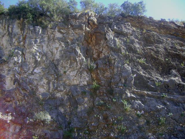 ΠΕΡΙΟΧΗ 7: ΤΟΠΟΘΕΣΙΑ ΚΑΝΕΤΑ Εντοπίστηκε επάνω στα βράχια σε ηλιόλουστες θέσεις. Το έδαφος στην τοποθεσία της Κανέτα γενικά ήταν βραχώδες και αποτελούνταν από πολλά ασβεστολιθικά βράχια.