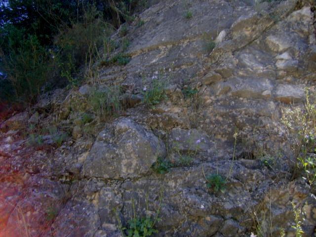 Εικόνα 84: Μακρινό πλάνο φυτού Campanula versicolor πάνω σε βράχια στην τοποθεσία