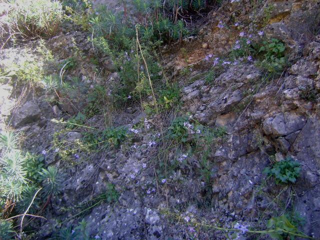 Εικόνα 86: Πλάνο φυτού Campanula versicolor πάνω σε βράχια στην τοποθεσία Κανέτα