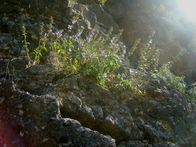 Εικόνα 88: Πλάνο φυτού Campanula versicolor πάνω σε βράχια στην τοποθεσία Κανέτα
