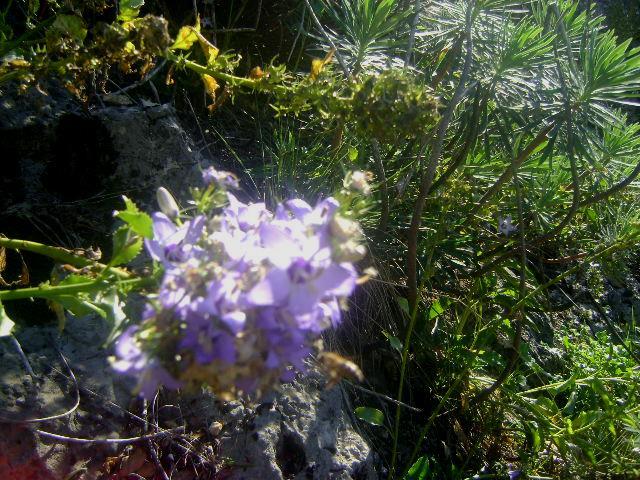 Εικόνα 90: Πλάνο φυτού Campanula versicolor πάνω σε βράχια στην τοποθεσία Κανέτα