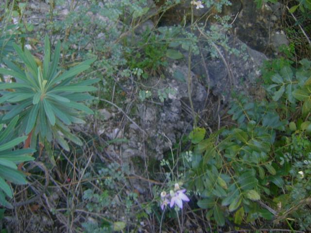 Εικόνα 92: Πλάνο φυτού Campanula versicolor πάνω σε βράχια στην τοποθεσία Κανέτα