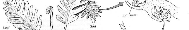 Life cycle of a fern. The sporophyte generation is photosynthetic and is independent of the gametophyte.