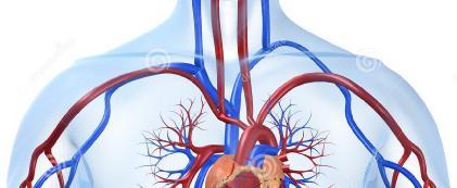 2.2.3 Καρδιαγγειακό σύστημα Το περπάτημα βελτιώνει τη λειτουργία του καρδιαγγειακού συστήματος.
