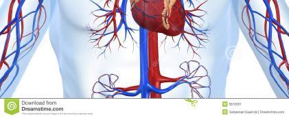 Ως φυσικό επακόλουθο, μειώνεται η καρδιακή συχνότητα ηρεμίας.