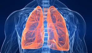 2.2.4 Αναπνευστικό σύστημα Το αναπνευστικό σύστημα είναι υπεύθυνο για την πρόσληψη οξυγόνου και την απόδοση του διοξειδίου του άνθρακα στην ατμόσφαιρα.