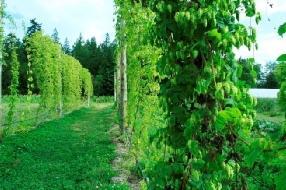 Εικόνα 1.2: Λυκίσκος (Humulus lupulus) [4]. Περιέχει μια ομάδα χημικών ενώσεων, τις χουμουλώνες (λυκισκίνη), που είναι αδιάλυτες στο νερό.