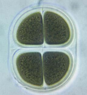 Klasa Chroococcophyceae - ne obrazuju heterociste Morfologija Jednoćelijske ili ćelije grade kolonije zahvaljujući