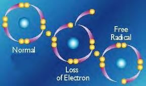 1. ΕΙΣΑΓΩΓΗ 1.1. ΕΛΕΥΘΕΡΕΣ ΡΙΖΕΣ & ΟΞΕΙΔΩΤΙΚΟ STRESS 1.1.1. Γενικά Τα ηλεκτρόνια της εξωτερικής στιβάδας των ατόμων και των μορίων βρίσκονται συνήθως σε ζεύγη, τα οποία κινούνται σε μία καθορισμένη