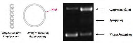 Την υπερελικωμένη διαμόρφωση (Supercoiled conformation) στην οποία το πλασμίδιο είναι άθικτο (χωρίς σπασίματα) και αποτελεί την πιο συμπυκνωμένη του μορφή.