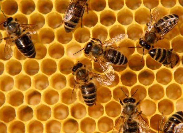 Υπάρχουν πολλές αναφορές στη βιβλιογραφία ότι το μέλι είναι αποτελεσματικό ενάντια σε πληγές, εγκαύματα, δερματικά έλκη και φλεγμονές, καθώς το μέλι επιταχύνει την ανάπτυξη καινούριου ιστού