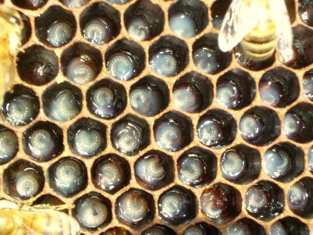 1.4 Ενζυμα του μελιού Στο μέλι έχει ταυτοποιηθεί πλήθος ενζύμων, με τα σημαντικότερα να είναι η ιμβερτάση, η οξειδάση της γλυκόζης και η καταλάση, τα οποία είναι υπεύθυνα για ποικίλες και σημαντικές