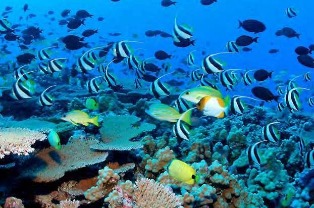 Τα κοραλλιογενή νησιά είναι μερικά από τα καλύτερα μέρη γύρω από το Κο Σαμούι και είναι ιδανικά για καταδύσεις, λόγω των κρυστάλλινων νερών, της πλούσιας θαλάσσιας ζωής και τους υπέροχους