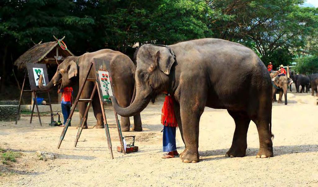 Mae Taman Rafting & Elephant Riding Έναρξη: 08:30 Διάρκεια: 7 ώρες ΦΥΣΙΚΗ ΟΜΟΡΦΙΑ Ανακαλύψτε τη φυσική ομορφιά της Ταϊλάνδης σε μια ολοήμερη περιπέτεια ζούγκλας από το Τσιάνγκ Μάι.