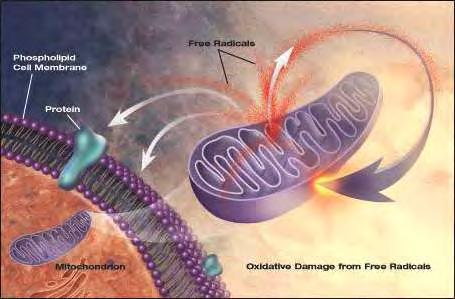 Το μονήρες οξυγόνο δεν είναι ουσιαστικά ελεύθερη ρίζα, αλλά μπορεί να προκαλέσει την παραγωγή άλλων ελευθέρων ριζών. Εικόνα 3 : Το DNA,οι πρωτεΐνες και τα λιπίδια αποτελούν τους στόχους των ΔΜΟ.