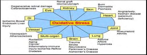 1.1.6 Οξειδωτικό στρες και διαταραχές της υγείας Το οξειδωτικό στρες συμμετέχει σε πολλές παθολογικές καταστάσεις όπως είναι η αθηροσκλύρυνση, νευροεκφυλιστικές ασθένειες όπως Parkinson και