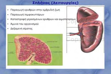 τελείως απαραίτητο για τη ζωή όργανο.