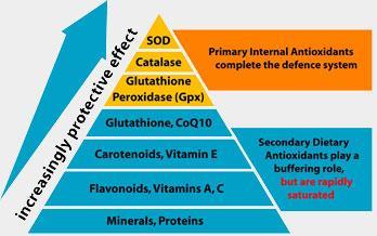 ασκορβικό οξύ, β-καροτίνη, η γλουταθειόνη, το συνένζυμο Q-10(σαρδέλα, σόγια) και το σελήνιο. 1.3.7.2.