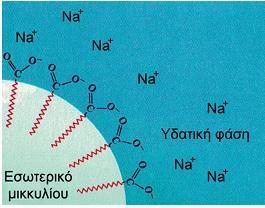 Οι υδρόφοβες ουρές βγαίνουν προς το εξωτερικό του πολυμερούς.