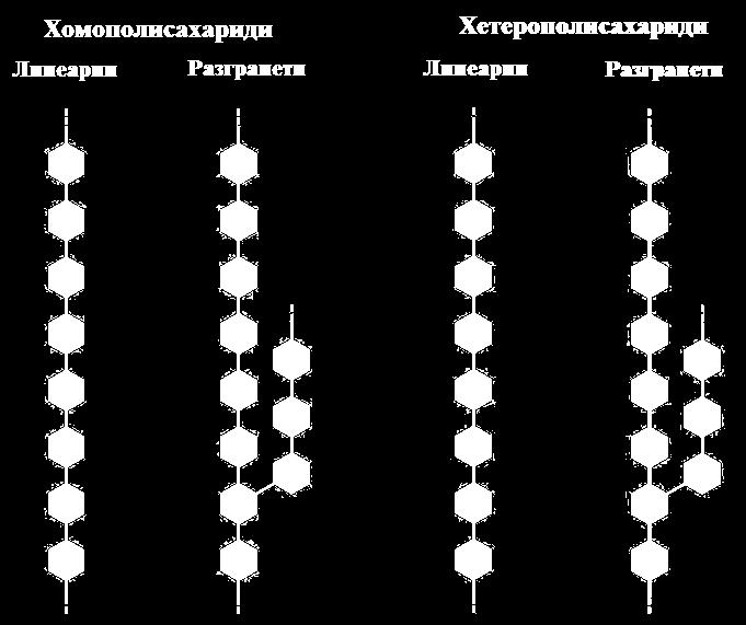 КЛАСИФИКАЦИЈА НА ПОЛИСАХАРИДИ Сложени јаглехидрати: десетици, стотици и илјадници моносахариди сврзани О- гликозидно. Хомополисахариди: изградени од еден вид моносахаридна единица.