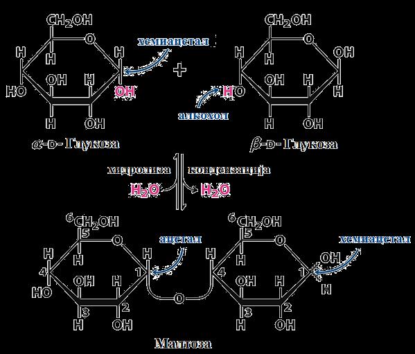 ДИСАХАРИДИ ОД МАЛТОЗЕН ТИП Целобиоза, малтоза и лактоза Моносахаридните единици се сврзани со О-гликозидна врска. Продуктот е гликозид.