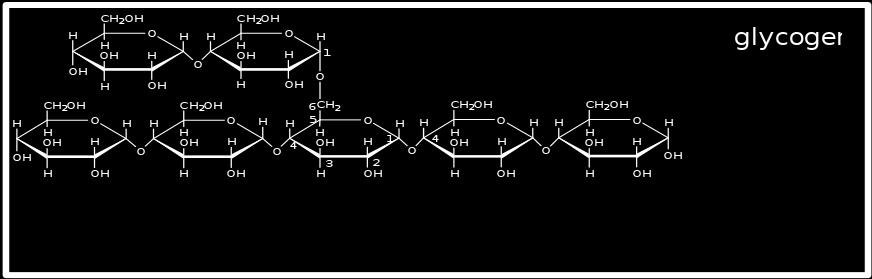 Гликоген oнөөц полисахарид болох ба элэг ба булчинд агуулагдана.
