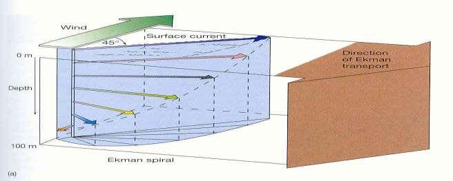 ספירלת אקמן כיוון התנועה של 'אקמן' הוא אנכי לכיוון הרוח )בגלל אפקט