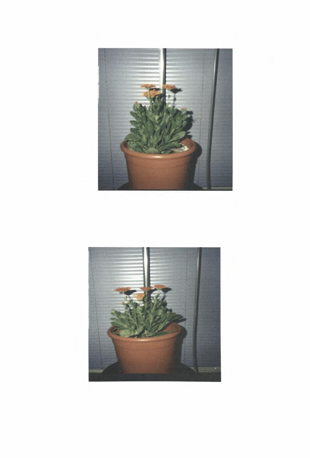 Εικόνα 21: Το φυτό στη γλάστρα