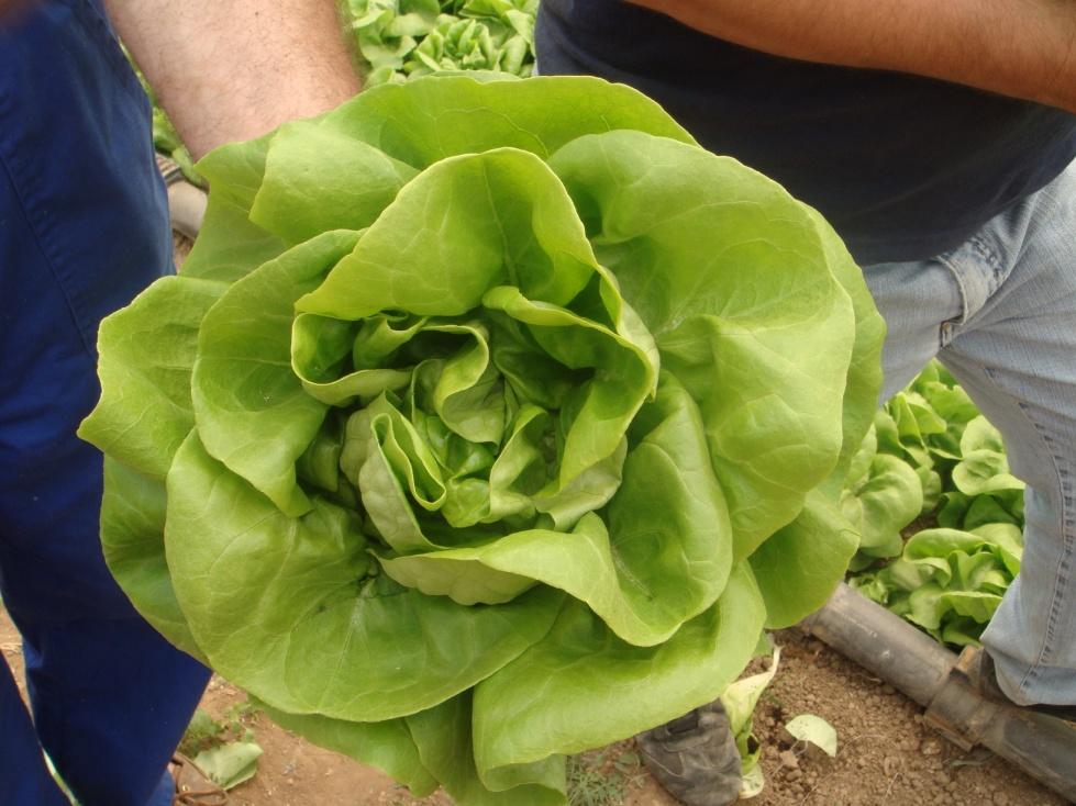 Κεφαλωτό μαρούλι (L. sativa var. capitata) Ι.