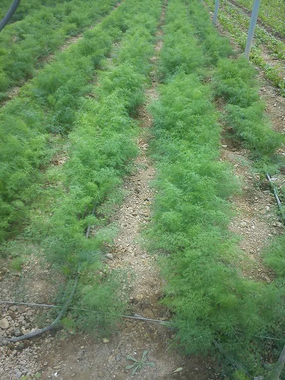 Μάραθος Βοτανικό όνομα: Foeniculum vulgare var. dulce και var.