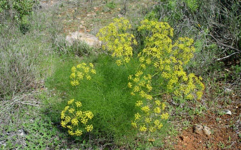 φέρονται πάνω σε ταξιανθίες (σκιάδια)