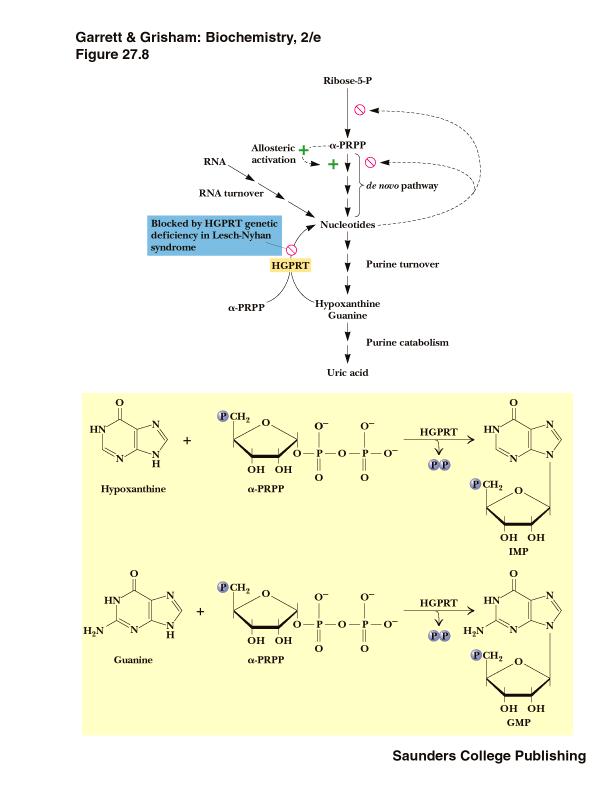 Παθολογικές καταστάσεις Lesch-Nyhan Φωσφοριβοζυλομεταφοράση της υποξανθίνης-γουανίνης (HGPRT) Ενζυμο στην πορεία διάσωσης της