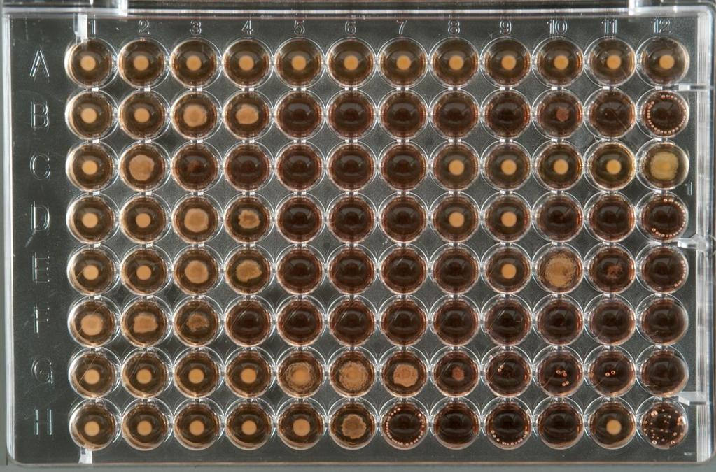 Antimicrobial Susceptibility Test Broth Microdilution Dilution Low High concentration Clindamycin MIC >32 µg/ml Penicillin Erythromycin