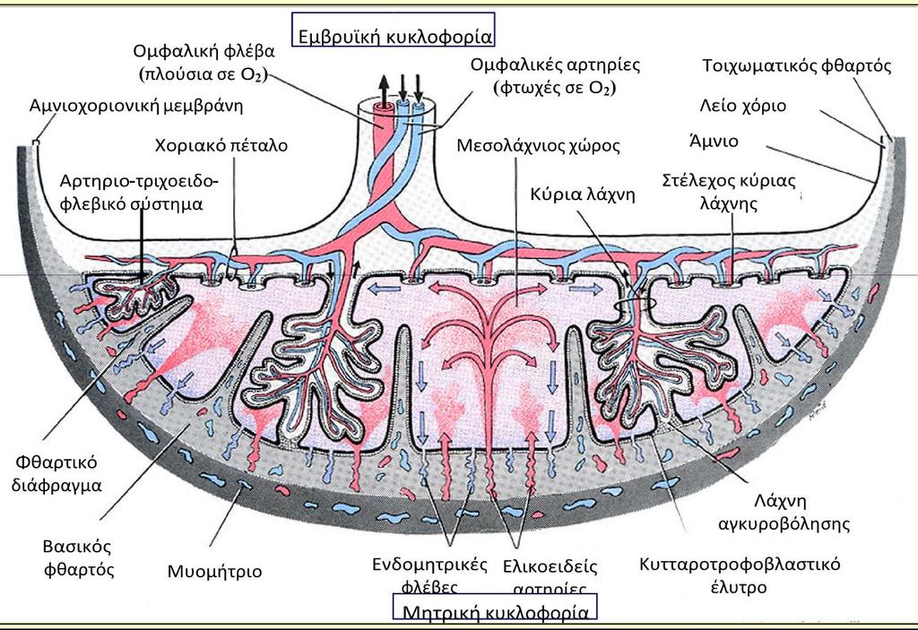 Εικόνα 7. Μητροπλακουντιακή και Εμβρυοπλακουντιακή κυκλοφορία. Ο πλακουντιακός φραγμός. Ο πλακουντιακός φραγμός απαρτίζεται από δομές που διαχωρίζουν το μητρικό και εμβρυϊκό αίμα.