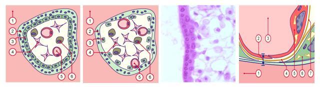 Το πρώτο τρίμηνο αποτελείται από την συγκυτιοτροφοβλάστη, την κυτταροτροφοβλάστη (κύτταρα Langhan s), το μεσέγχυμα των λαχνών (στο οποίο βρίσκονται πολυάριθμα ωοειδή κύτταρα Hofbauer που παρουσιάζουν