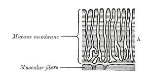 Εικόνα 1. Διαγραμματικές τομές του βλεννογόνου της κοιλότητας του σώματος της μήτρας. Α. Μη-εγκυμονούσα μήτρα, Β.