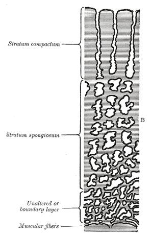 Η περιοχή του φθαρτού στην οποία εμφυτεύεται η βλαστοκύστη και αναπτύσσεται αργότερα ο πλακούντας, λέγεται Bασικός