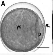 Ωάριο Zebrafish (~ 0,7 mm) Ζωικό