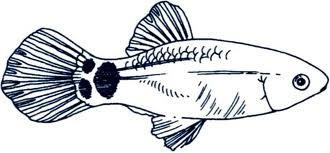 Ψάρι Ζέβρα (Brachydanio