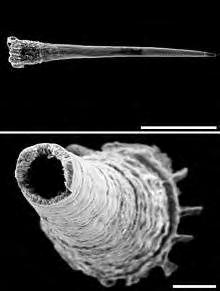 Monachoides vicinus Perforatella bidentata