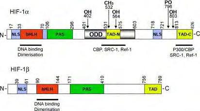 Δομή και λειτουργία του HIF-1α Ο HIF-1α αποτελείται από 826 αμινοξέα και σχηματίζει ετεροδιμερές με τον HIF-1β που αρχικά είχε αναγνωριστεί ως Aryl Hydrocarbon Nuclear Translocator (ARNT).