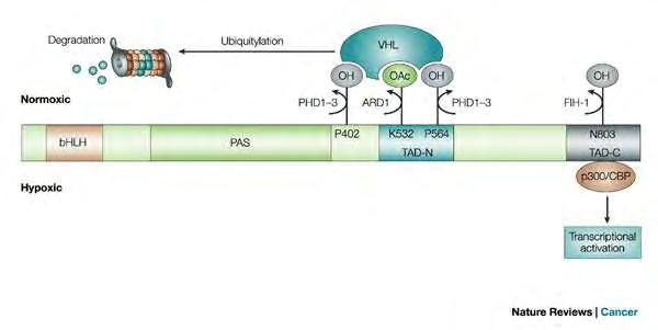 προλίνης (PHD) 1-3. Έτσι γίνεται εφικτή η πρόσδεση της πρωτεΐνης pvhl που αναγνωρίζεται από την Ε3 λιγάση της ουβικουιτίνης.