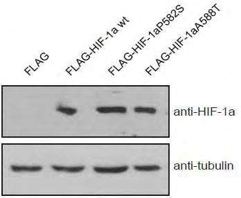 Ανίχνευση των πρωτεϊνών HIF-1α (WT, PS, AT) σε ολικά εκχυλίσματα κυττάρων Saos-2 και HEK 293T με ανοσοαποτύπωση.