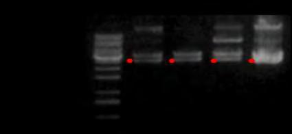 Αντίδραση σύνδεσης του φορέα pbluescript/bamhi/cip με το DNA HIF-1α PS, ΑΤ Για την αντίδραση σύνδεσης επωάστηκαν 50 ng αποφωσφορυλιωμένου pbluescript/bamhi/cip με 50 ng του HIF-1α PS και 50 ng του