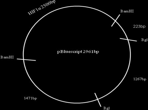 pbluescript/hif-1α από τα ενζυμα περιορισμού