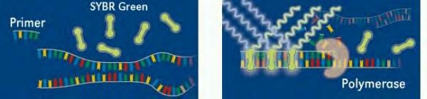 Εικόνα 6.6. Μηχανισμός ανίχνευσης με χρήση SYBR Green I. Όταν η χρωστική βρίσκεται ελεύθερη στο διάλυμα δεν παράγεται φθορισμός.