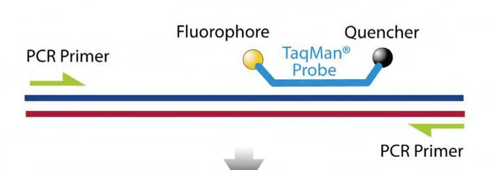 Εικόνα 6.9. Μηχανισμός λειτουργίας γραμμικού ανιχνευτή (TaqMan) Τα είδη εσωτερικών ανιχνευτών μπορεί να είναι είτε γραμμικοί (TaqMan), είτε να έχουν δομή βρόγχου (Structure Probes, Molecular Beacons).