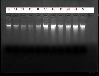 1 2 3 4 5 6 7 8 9 10 11 Εικόνα 7.1. Απομόνωση DNA μείγματος ιστού γαλοπούλας με κοτόπουλο. Οι σχετικές συγκεντρώσεις των δειγμάτων παρουσιάζονται στον Πίνακα 6.1. Η ένταση της φωτεινότητας και το πάχος κάθε ζώνης αποτελούν ένδειξη της ποσότητας του DNA που απομονώθηκε.